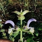 Salvia sclareaFlor