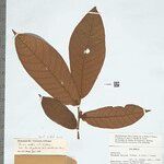 Perebea mollis Leaf