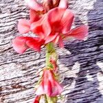 Indigofera hirsuta Flor