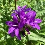 Campanula glomerataКветка