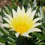 Gazania linearis花