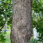 Quercus stellata Bark