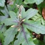 Tiarella cordifolia Froito