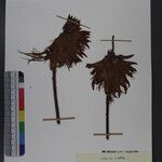 Erythrina stricta Otro