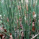 Equisetum hyemale Leaf