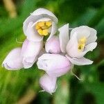 Allium roseum Flower