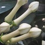 Stephanotis floribunda 花