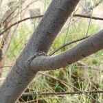 Tamarix aphylla 樹皮