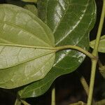 Piper multiplinervium Leaf