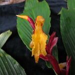 Cautleya spicata Costuma