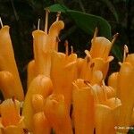Oxera palmatinervia Blüte