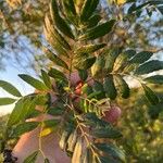 Zanthoxylum rhoifolium Leaf