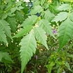 Melia azedarach Leaf