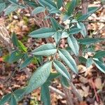 Nandina domestica पत्ता