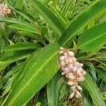 Alpinia zerumbet Flower