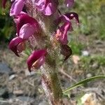 Pedicularis mixta Flower