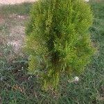 Cupressus lusitanica Кара