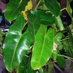 Philodendron burle-marxiiFuelha