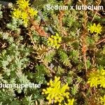 Petrosedum × luteolum Õis