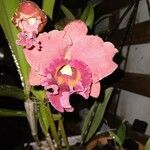 Cattleya brevipedunculata Çiçek