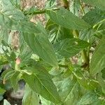 Epilobium roseum Fuelha