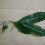 Vantanea parviflora Liść
