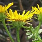 Pentanema hirtum Flower