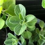 Plectranthus amboinicus Leht