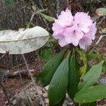 Rhododendron uvariifolium Hoja