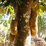 Artocarpus integer Fruit