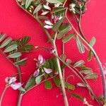 Vicia ervilia Blomst
