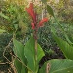 Canna indica फूल