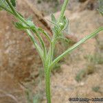 Phacelia cryptantha Кора