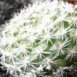 Rebutia minuscula Bark