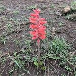 Sacoila lanceolata Flor