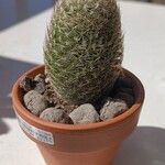 Mammillaria matudae Blatt