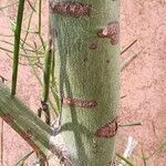 Euphorbia tirucalli ᱪᱷᱟᱹᱞᱤ