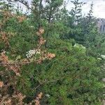 Pinus banksiana Hoja