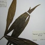 Daphnopsis granitica Other