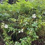Rosa laevigata Flower