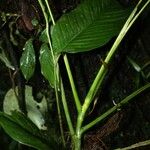 Rhodospatha latifolia