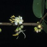 Mouriri grandiflora Flower