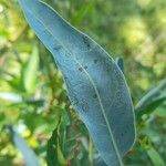 Solanum glaucophyllum Leaf