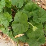 Pelargonium × hybridum Leaf