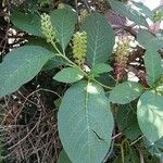 Phytolacca acinosa Folha