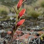 Castilleja integrifolia Квітка