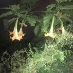 Brugmansia suaveolens Квітка