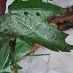 Urera laciniata Leaf