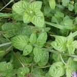 Mentha aquatica পাতা