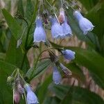 Mertensia paniculata Flor